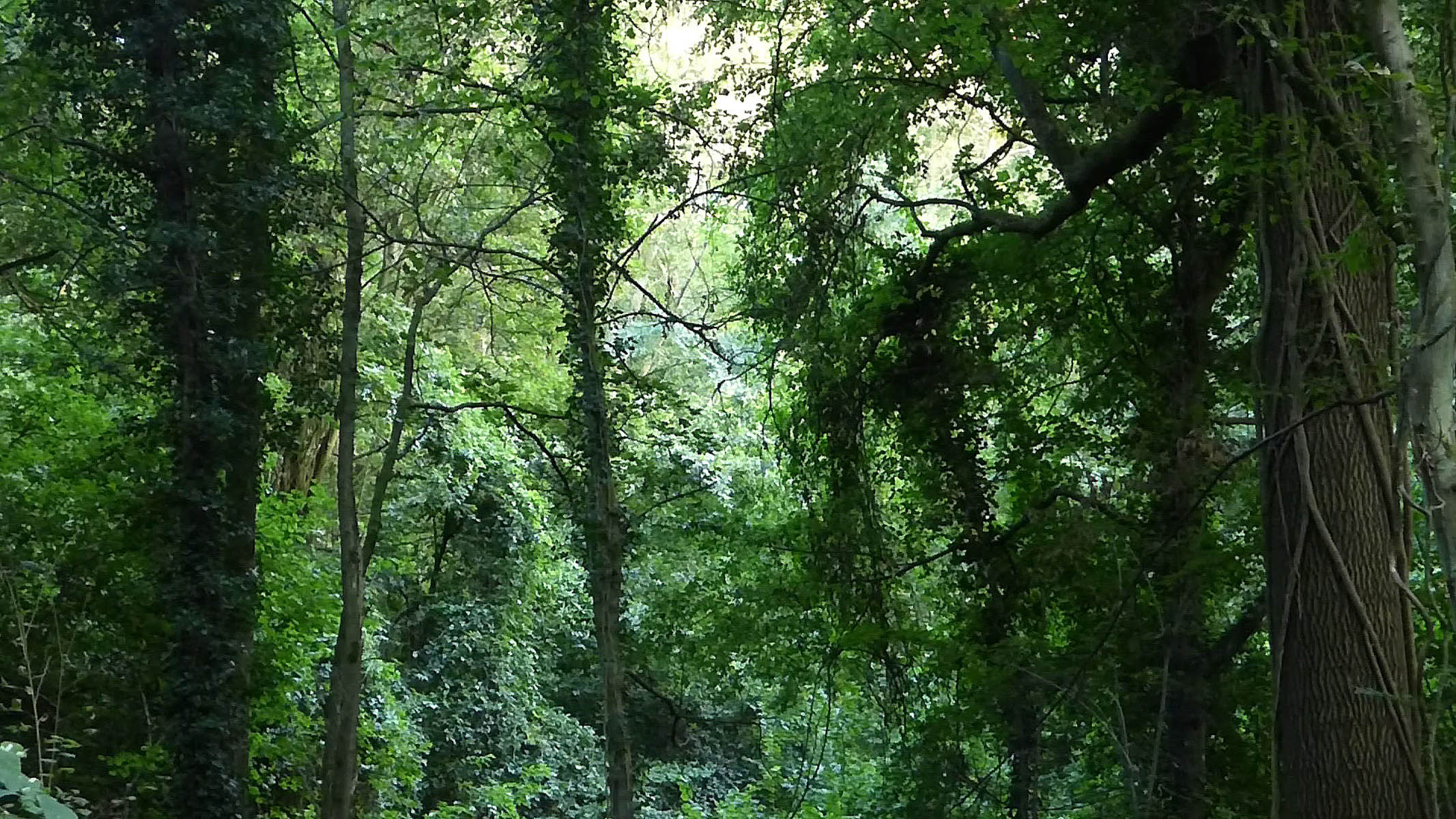 Congo à Rocquemont